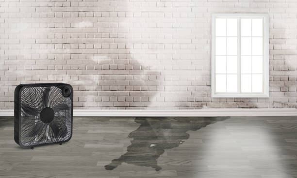 Best 24-hour water damage restoration  in Limesa, CA