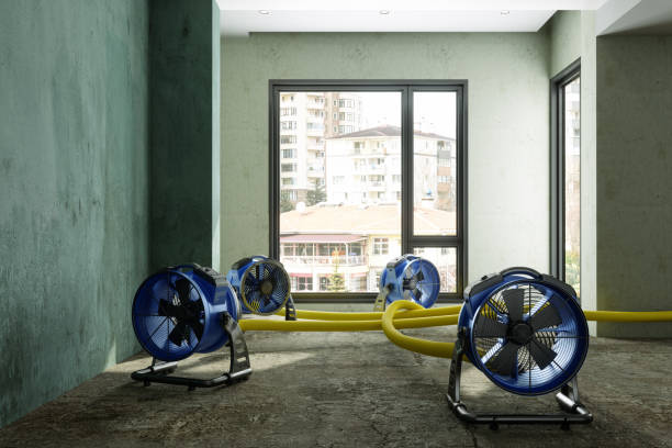 Best Water damage contractors near me  in Limesa, CA